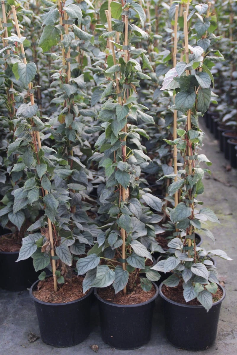 Valse Klimhortensia (Schizophragma Hydrageoides 'Moonlight') 3 Valse Klimhortensia (Schizophragma Hydrageoides 'Moonlight')