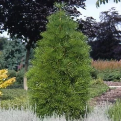 Japanse Parasolden (Sciadopitys Verticilata) -Groen Dome Verkoopwinkel scvertic 7