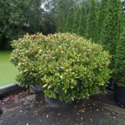 Skimmia (Skimmia Japonica 'Rubella') 7 Skimmia (Skimmia Japonica 'Rubella') -Groen Dome Verkoopwinkel skimmia japonica rubella doorsnede 180 200 aanlegkwaliteit