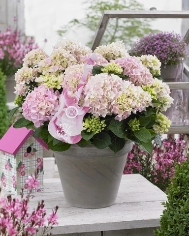 Hortensia Soft Pink Salsa (Hydrangea 'Music Collection') 2 Hortensia Soft Pink Salsa (Hydrangea 'Music Collection') -Groen Dome Verkoopwinkel soft pink salsa 2