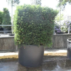 Bestsellers -Groen Dome Verkoopwinkel taxus baccata kubus 160 180 c750