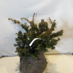 Taxus Als Bonsai (Taxus Baccata 'Summergold') -Groen Dome Verkoopwinkel taxusbsummergold030 040