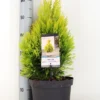 Levensboom (Thuja Plicata '4ever Goldy') -Groen Dome Verkoopwinkel thuja plicata 4ever goldy c5 m