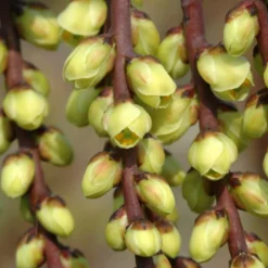 Staartaar (Stachyurus Praecox) -Groen Dome Verkoopwinkel vaem00024 1