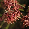 Toverhazelaar (Hamamelis Intermedia 'Ruby Glow') -Groen Dome Verkoopwinkel vaem02444