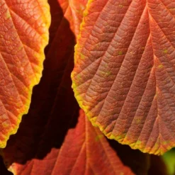Toverhazelaar (Hamamelis Intermedia 'Diane') -Groen Dome Verkoopwinkel vaem06951
