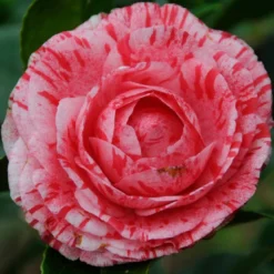 Camelia Als Leivorm (Camellia Japonica 'Giuseppe Traverso')