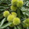 Tamme Kastanje, Bosplantsoen (Castanea Sativa) -Groen Dome Verkoopwinkel vaem10571