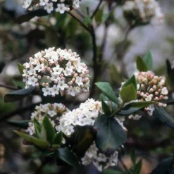 Sneeuwbal (Viburnum Burkwoodii) -Groen Dome Verkoopwinkel viburkwo 14