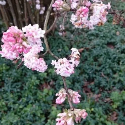 Sneeuwbal (Viburnum Bodnantense 'Dawn') -Groen Dome Verkoopwinkel viburnum bodn. charles lamont 2 1