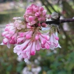 Sneeuwbal (Viburnum Bodnantense 'Charles Lamont') -Groen Dome Verkoopwinkel viburnum bodn. charles lamont 3