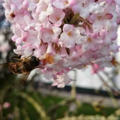 Sneeuwbal (Viburnum Bodnantense 'Charles Lamont') -Groen Dome Verkoopwinkel viburnum bodn. charles lamont 5