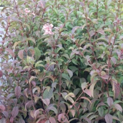 Sneeuwbal (Viburnum Bodnantense 'Dawn') -Groen Dome Verkoopwinkel viburnum bodnantense dawn 5 1