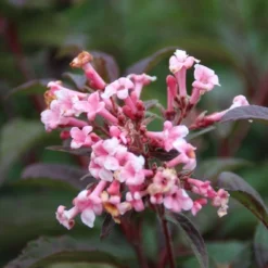 Sneeuwbal (Viburnum Bodnantense 'Dawn') -Groen Dome Verkoopwinkel viburnum bodnantense dawn 6 1