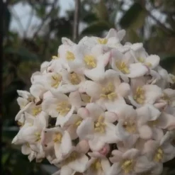 Sneeuwbal (Viburnum Burkwoodii) -Groen Dome Verkoopwinkel viburnum burkwoodii3