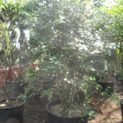 Sneeuwbal (Viburnum Burkwoodii) -Groen Dome Verkoopwinkel viburnum burkwoodii 200 250 300 c240