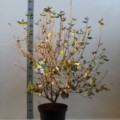 Sneeuwbal (Viburnum Burkwoodii) -Groen Dome Verkoopwinkel viburnum burkwoodii 80 100 cm co. 7.5l kopie