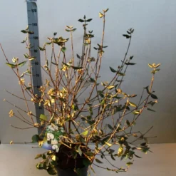 Sneeuwbal (Viburnum Burkwoodii) -Groen Dome Verkoopwinkel viburnum burkwoodii 80 100 cm co. 7.5l v kopie