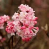 Sneeuwbal (Viburnum Bodnantense 'Charles Lamont') -Groen Dome Verkoopwinkel viburnum charles lamont