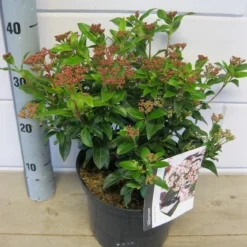 Groenblijvende Sneeuwbal (Viburnum Tinus 'Eve Price') -Groen Dome Verkoopwinkel viburnum eve price c5 6 11 2018 2 1
