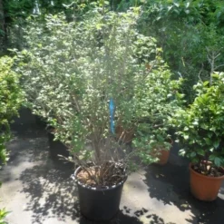 Sneeuwbal (Viburnum Opulus 'Roseum') -Groen Dome Verkoopwinkel viburnum opulus roseum 150 175 200