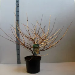 Sneeuwbal (Viburnum Plicatum 'Mariesii') 13 Sneeuwbal (Viburnum Plicatum 'Mariesii') -Groen Dome Verkoopwinkel viburnum plic mariessii 80 10 cm co. 10l kopie