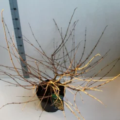 Sneeuwbal (Viburnum Plicatum 'Mariesii') 12 Sneeuwbal (Viburnum Plicatum 'Mariesii') -Groen Dome Verkoopwinkel viburnum plic mariessii 80 10 cm co. 10lv kopie