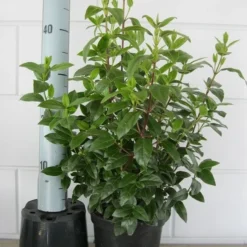 Sneeuwbal (Viburnum Tinus 'Spirit') 20 Sneeuwbal (Viburnum Tinus 'Spirit') -Groen Dome Verkoopwinkel viburnum tinus 40 50 c3 april 2 2