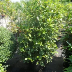 Groenblijvende Sneeuwbal (Viburnum Tinus 'Eve Price') -Groen Dome Verkoopwinkel viburnum tinus eve price 125 150 c50 1