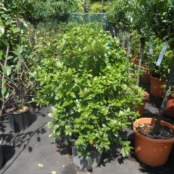 Groenblijvende Sneeuwbal (Viburnum Tinus 'Eve Price') -Groen Dome Verkoopwinkel viburnum tinus eve price 80 100 c20