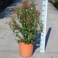Groenblijvende Sneeuwbal (Viburnum Tinus 'Eve Price') -Groen Dome Verkoopwinkel viburnum tinus eve price 80 100 c20