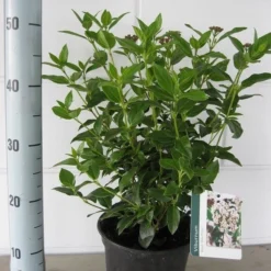 Groenblijvende Sneeuwbal (Viburnum Tinus 'Eve Price') -Groen Dome Verkoopwinkel viburnum tinus eve price c3 september 2