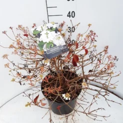 Sneeuwbal (Viburnum Plicatum 'Watanabe') 15 Sneeuwbal (Viburnum Plicatum 'Watanabe') -Groen Dome Verkoopwinkel viburnum watanabe c10 v02
