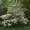 Japanse Sneeuwbal (Viburnum Plicatum 'Tomentosum') -Groen Dome Verkoopwinkel viburnumplictomentosumvi01