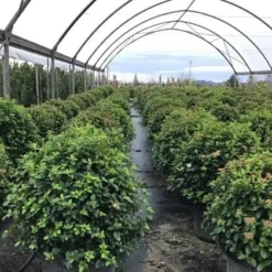 Sneeuwbal Als Bolvorm (Viburnum Tinus 'Eve Price') 10 Sneeuwbal Als Bolvorm (Viburnum Tinus 'Eve Price') -Groen Dome Verkoopwinkel viburnumtinuseveprice