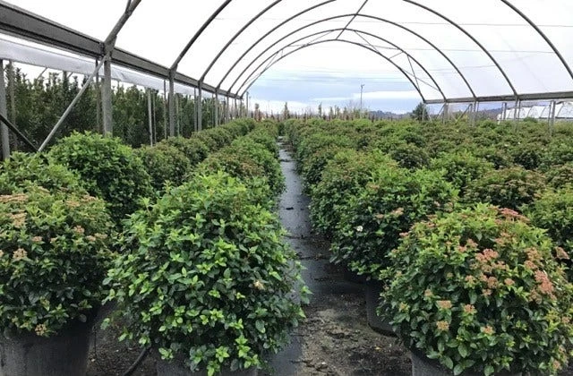 Sneeuwbal Als Bolvorm (Viburnum Tinus 'Eve Price') 6 Sneeuwbal Als Bolvorm (Viburnum Tinus 'Eve Price') - Afbeelding 4