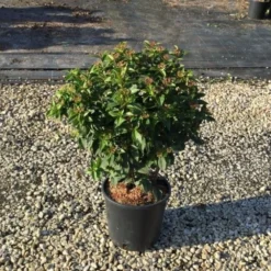 Sneeuwbal (Viburnum Tinus 'Spirit') 16 Sneeuwbal (Viburnum Tinus 'Spirit') -Groen Dome Verkoopwinkel viburnumtinusspirit01