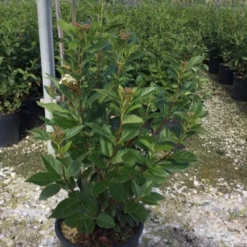 Sneeuwbal (Viburnum Tinus 'Spirit') 18 Sneeuwbal (Viburnum Tinus 'Spirit') -Groen Dome Verkoopwinkel viburnumtinusspirit02