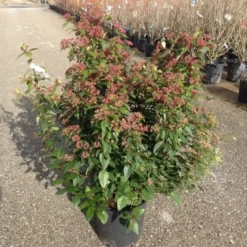 Sneeuwbal Als Bolvorm (Viburnum Tinus 'Spirit') -Groen Dome Verkoopwinkel viburnumtinusspiritbol01