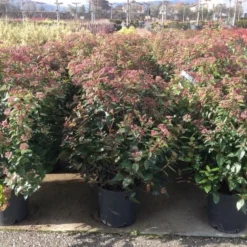 Sneeuwbal Als Bolvorm (Viburnum Tinus 'Spirit') -Groen Dome Verkoopwinkel viburnumtinusspiritbol02