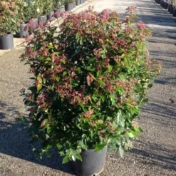 Sneeuwbal Als Bolvorm (Viburnum Tinus 'Spirit') -Groen Dome Verkoopwinkel viburnumtinusspiritbol03