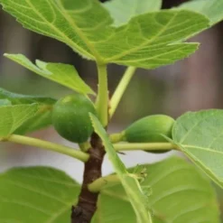 Vijg Als Solitair (Ficus Carica) 16 Vijg Als Solitair (Ficus Carica) -Groen Dome Verkoopwinkel vijg 1 1
