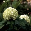 Sneeuwbal (Viburnum Opulus 'Roseum') -Groen Dome Verkoopwinkel vioroseu 9