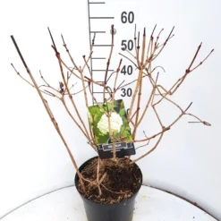 Sneeuwbal (Viburnum Opulus 'Roseum') -Groen Dome Verkoopwinkel virburnum opulus roseum c10 v01