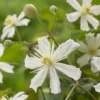 Bosrank (Clematis 'Paul Farges') -Groen Dome Verkoopwinkel visi104254