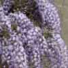 Blauweregen (Wisteria Floribunda 'Domino') -Groen Dome Verkoopwinkel visi127325