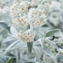 Vlinderstruik (Buddleja 'Silver Anniversary') -Groen Dome Verkoopwinkel visi185925