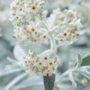 Vlinderstruik (Buddleja 'Silver Anniversary') -Groen Dome Verkoopwinkel visi185927