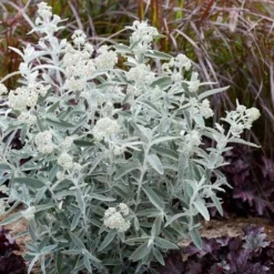 Vlinderstruik (Buddleja 'Silver Anniversary') -Groen Dome Verkoopwinkel visi185930