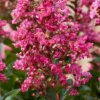 Lagerstroemia Als Halfstam (Lagerstroemia Indica 'Berry Dazzle') -Groen Dome Verkoopwinkel visi186296